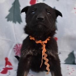 Orange Boy - Bi-color male German Shepherd puppy in Grants Pass, Oregon from Granville German Shepherds