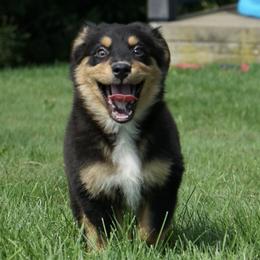Grenn - Black tri-color male Australian Shepherd puppy in Holmesville, Ohio from Coffee Run Spring at Miller Farms