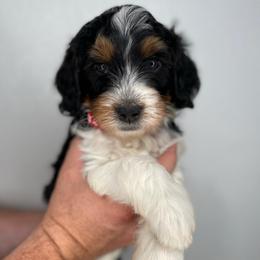 Boy 3 - Tri-color male Bernedoodle puppy in Surprise, Arizona from Huckleberry Doodles