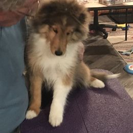 Shetland Sheepdog puppies from Cindy Scott's Shetland Sheepdogs