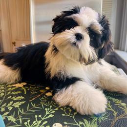Floki - Shih Tzu