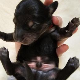 Truffle - Black and tan male Dachshund puppy in Loganville, Georgia from Royal Dackel Haus