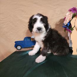 Edwin - Sheepadoodle puppy from Oodles of poodles and doodles