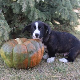Cardigan Welsh Corgi Puppies from Rowe Family