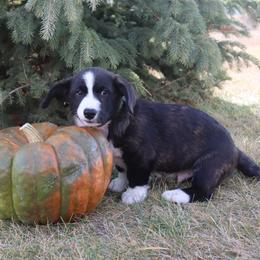 Cardigan Welsh Corgi Puppies from Rowe Family