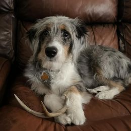 Aussiedoodles and Havapoos from What’s knot to love
