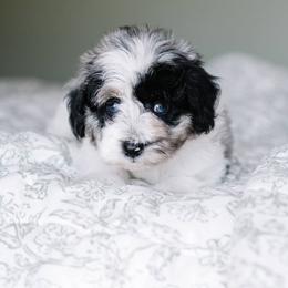 Bernedoodle and Schnoodle Puppies from Grand Lake Poodles & Doodles