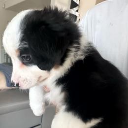 DAISEYLOVE - Black & white female Miniature Australian Shepherd puppy in California from Elsa’s lil Wiggle Butts