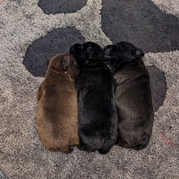 Patterdale Terrier Puppies from Moormont Kennels