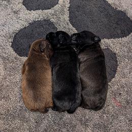 Patterdale Terrier Puppies from Moormont Kennels