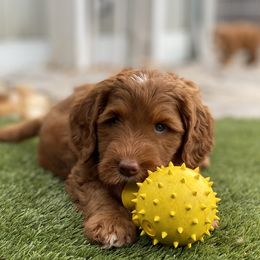 Australian Labradoodle Puppies from Cascade Canyon Labradoodles