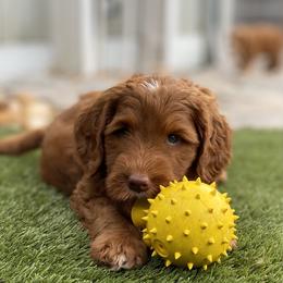 Australian Labradoodle Puppies from Cascade Canyon Labradoodles