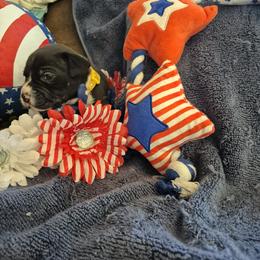 Girl 4 - Black female American Staffordshire Terrier puppy in Manton, Michigan from Freedom Amstaffs Legacies