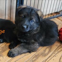 Boy 5 (Orange) - Sable male German Shepherd puppy in Genoa, Illinois from vom ehrenSchutz German Shepherds