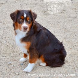 Roscoe - Red tri-color male Miniature American Shepherd puppy in Baker City, Oregon from Back Country Aussies