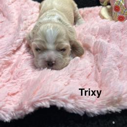 Trixy - Buff and white female Cocker Spaniel puppy in Fairview, Utah from Hidden Vallies Cocker Spaniels