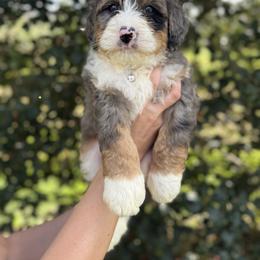 Slate - Blue merle male Bernedoodle puppy in Ashland, Kentucky from Still Waters Farm