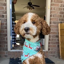 Coach - Goldendoodle