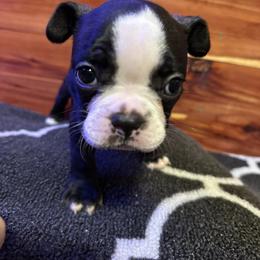 Boston Terrier Puppies from Goshorn Family Bostons and Frenchtons