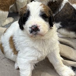 Girl 5 - Rust and white female Saint Berdoodle puppy in San Antonio, Texas from Mammoth Doodles