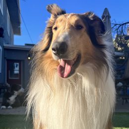 Collies from River Spirit Collies