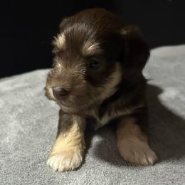 Red - Liver female Miniature Schnauzer puppy in White Plains, Kentucky from Devon Dunlap