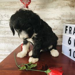 Pyredoodle and Sheepadoodle Puppies from Davis Family Doodles