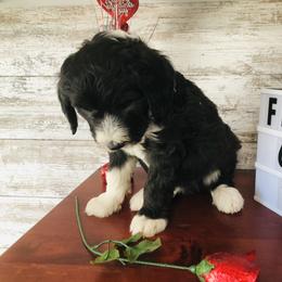 Pyredoodle and Sheepadoodle Puppies from Davis Family Doodles