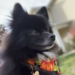 Pomeranians from Pomeranian Kingdom