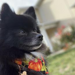 Pomeranians from Pomeranian Kingdom