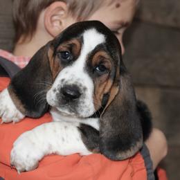 Basset Hound Puppies from Welcome Home Bassets