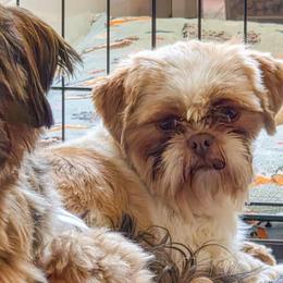 Poppy - Shih Tzu