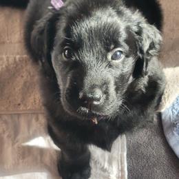 Flat-Coated Retriever Puppies from Chantal Kennel FCR's raised by Josie LeBalch