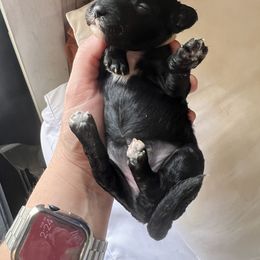 Cockapoo, Goldendoodle, and Poodle Puppies from Clad Doodles