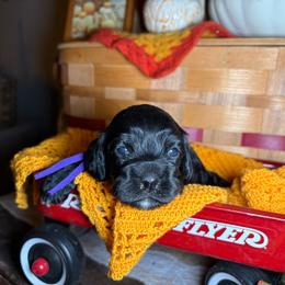 Girl 2 - Black female Cockapoo puppy in Lake Tansi, Tennessee from Davis cockapoos