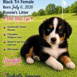 Black tri 2 - Black tri female Miniature Australian Shepherd puppy in Nashville, Tennessee from Little B’s Aussies