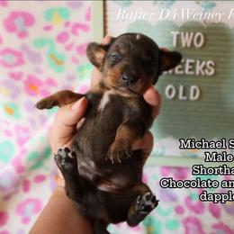 Boy 2 - male Dachshund puppy in Ridgeville, Indiana from Rafter D4 Ranch - Mini Dachshunds