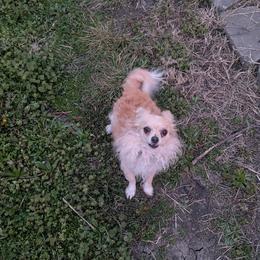 Linus - Chihuahua