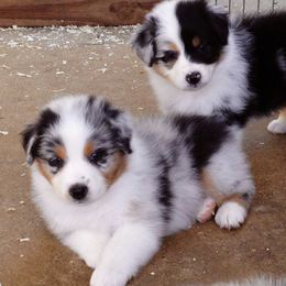 Australian Shepherd Puppies from Triple MMM Kennel