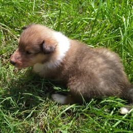 Taffeta - Sable and white female Collie puppy in Nevada, Missouri from Briarwood Collies