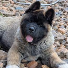 Kamari's Girl 1 - Black female Akita puppy in South Carolina from Sierra Mountain Akitas