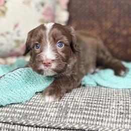 Umber - Chocolate male Australian Labradoodle puppy in Decatur, Alabama from Southern Meadows Doodles