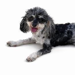 Maltipoo puppies from Exotic City Pomeranians and chihuahuas