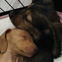 Dachshunds from Whimsical Wiener Brigade