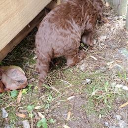 Poodle Puppies from Polly Wally Doodles and Poodles