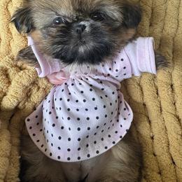 Rasin - Red and tan female Shih Tzu puppy in Bentonville, Arkansas from T & D Dachshunds by design