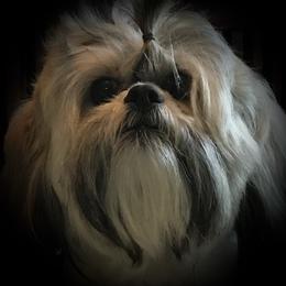 Lhasa Apso puppies from I Ching Lhasa Apsos