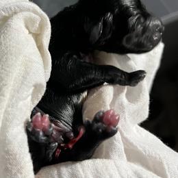 Billy (green collar) - Black male Miniature Schnauzer puppy in Port Orchard, Washington from Silver Bells Miniature Schnauzers