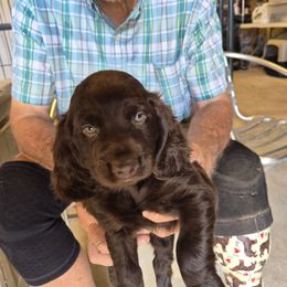 Green Collared boy - Dark brown male Boykin Spaniel puppy in Sparta, Georgia from Waddell-Kennels