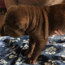 Chinese Shar-Pei Puppies from Bilderbear Shar-Pei
